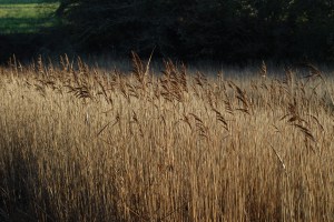 Water reeds