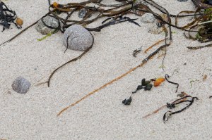 Photo of seaweed on St. Agnes, Isles of Scilly