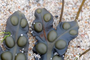 Photo of seaweed on St. Agnes, Isles of Scilly