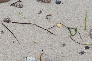 Photo of seaweed on St. Agnes, Isles of Scilly