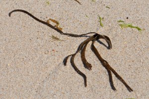 Photo of seaweed on St. Agnes, Isles of Scilly