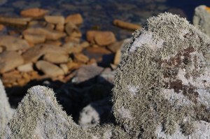 Photo of seaweed on St. Agnes, Isles of Scilly