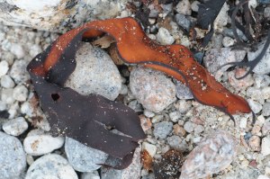 Photo of seaweed on St. Agnes, Isles of Scilly