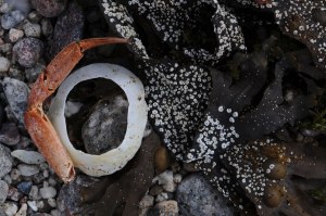 Photo of seaweed on St. Agnes, Isles of Scilly