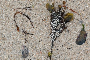 Photo of the sea on St. Agnes, Isles of Scilly