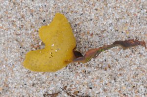 Photo of seaweed on St. Agnes, Isles of Scilly