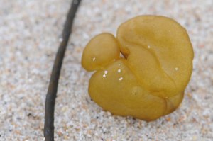 Photo of seaweed on St. Agnes, Isles of Scilly