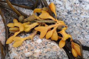 Photo of seaweed on St. Agnes, Isles of Scilly